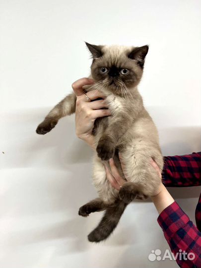 Экзотические котята