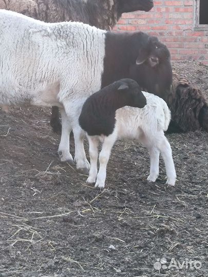 Бараны дорпер