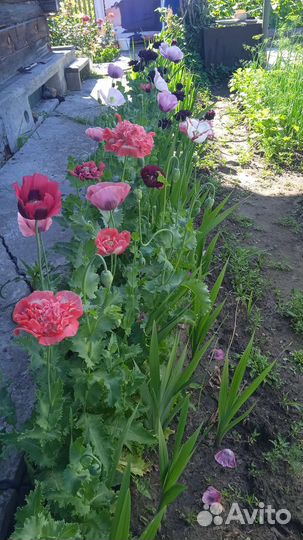 Мак махровый пионоцветный (семена)