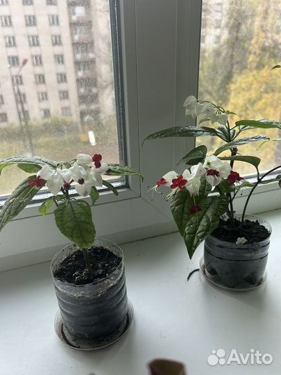 Клеродендрум