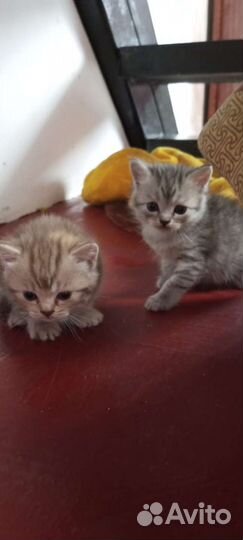 Кошки бесплатно