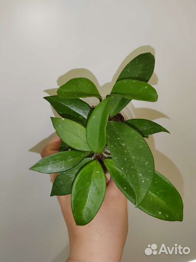 Фикус, Хойи