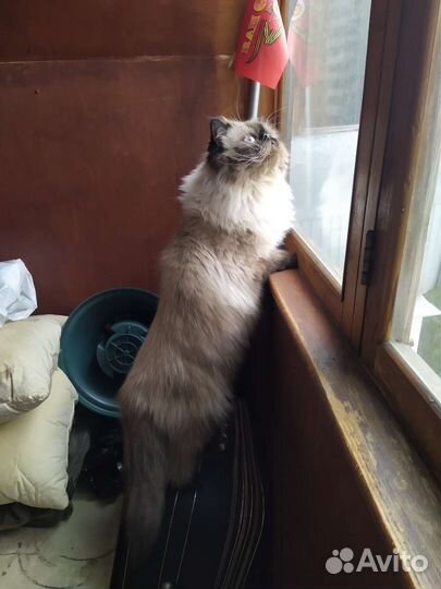 Гималайский персидский котик