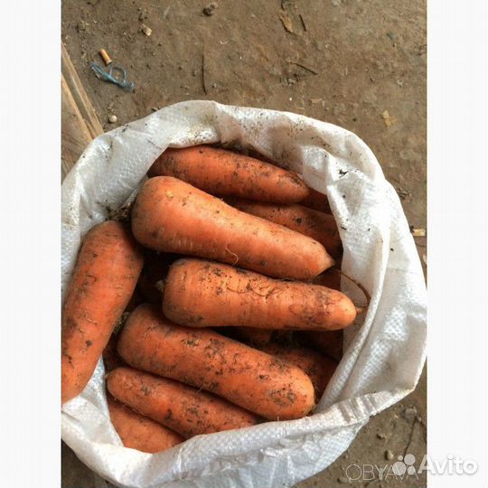 Морковь свежая