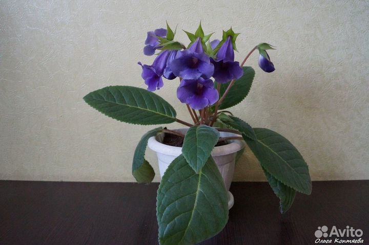 Глоксиния тидея фиолетовая