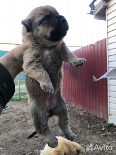 Собаки на охрану и просто для души