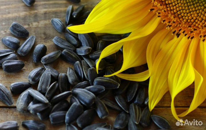 Упаковщики семечек вахта москва московская область