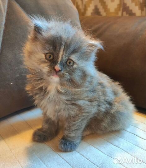 Персидский котëнок девочка