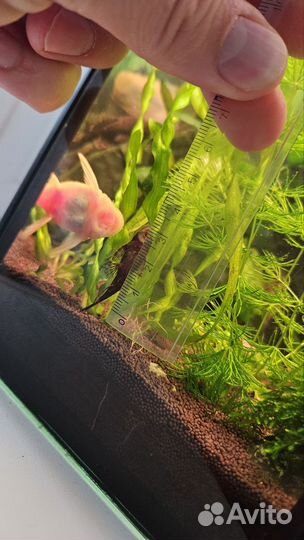 Сомики анцитрусы