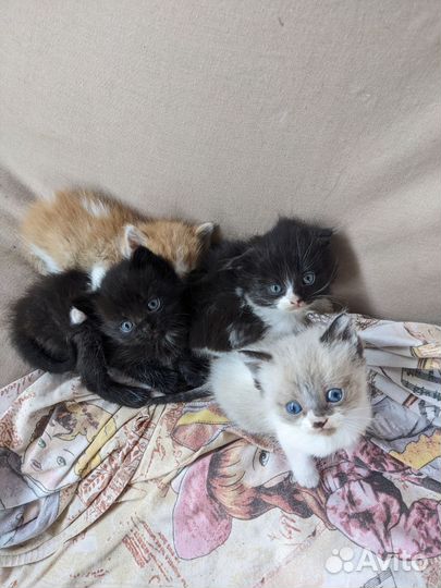 Котята