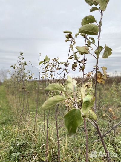 Саженцы яблони