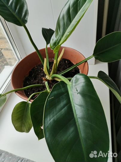 Комнатные растения