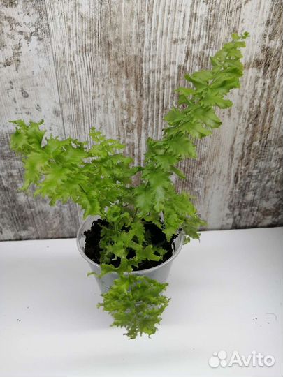 Nephrolepis from sp.Philippines