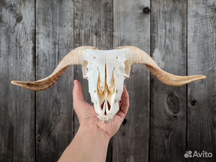 Череп барана