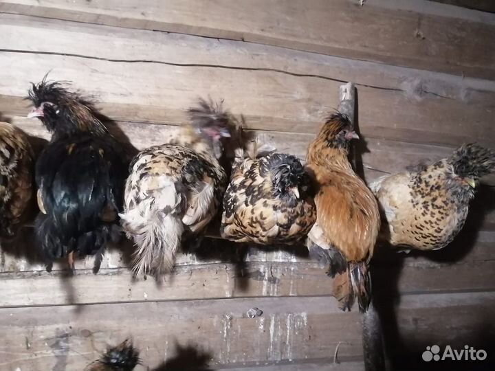 Павловские золото