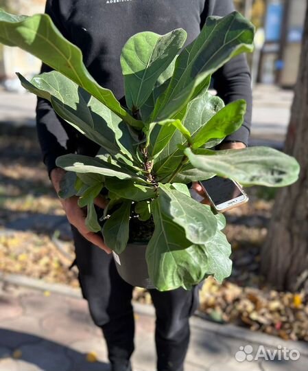 Фикус лирата кустовая форма
