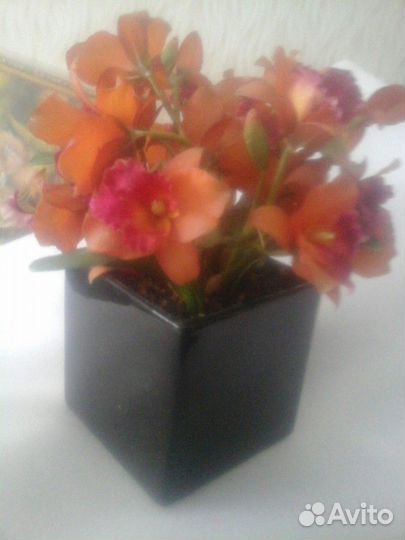 Для интерьера:Шторы, Букет орхидей