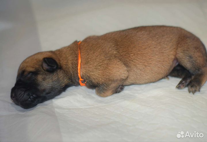 Бельгийская овчарка малинуа щенки