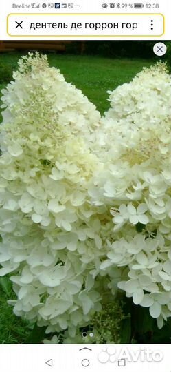 Гортензия саженцы