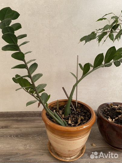 Замиокулькас