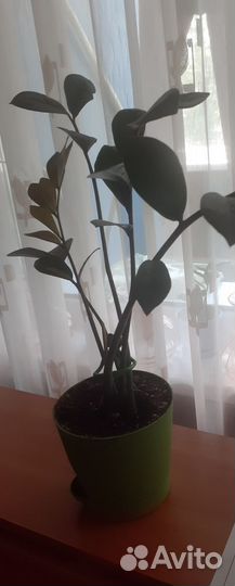 Замиокулькас и драцена