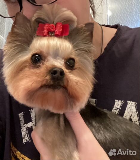 Зооняня/передержка животных/кэтситер/догситер