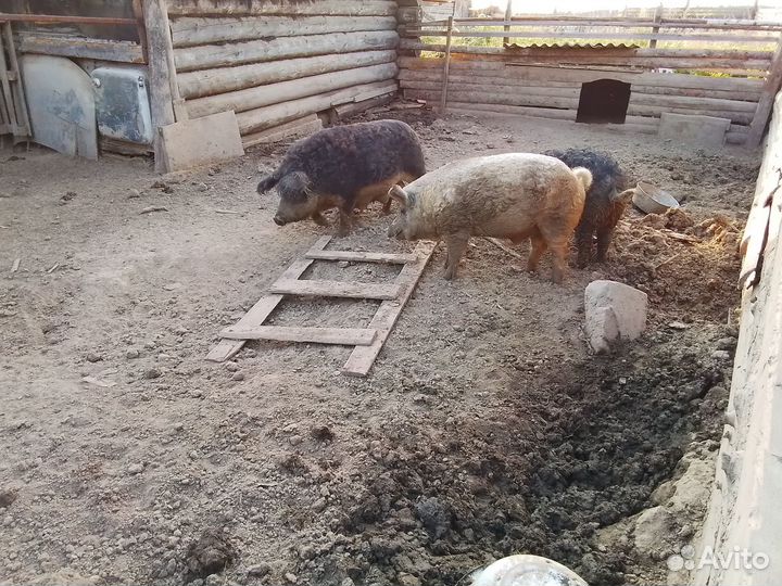 Свиньи венгерской мангалицы и поросята