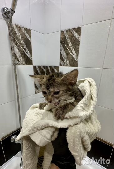 Кошечка для души