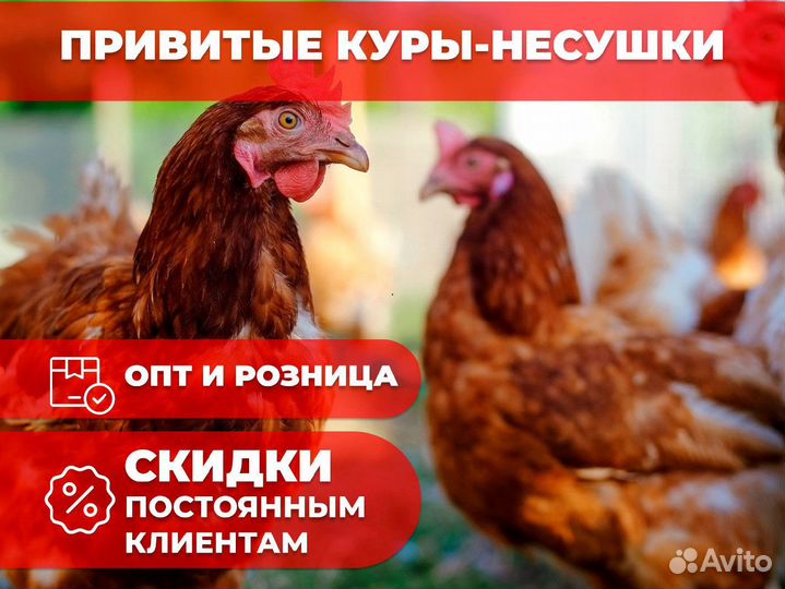 Куры несушки