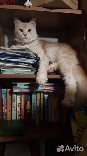 Вязка кошки мейн-кун