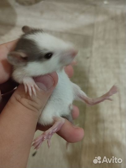 Крыса дамбо