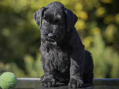 Метис ризеншнауцера фото. Той пудель черный. Ризеншнауцер глорис. Щенки ризеншнауцера в москве. Ризеншнауцер щенок.