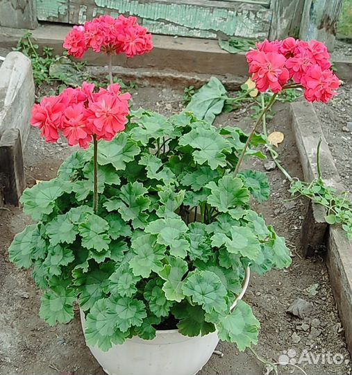 Пеларгонии сортовые