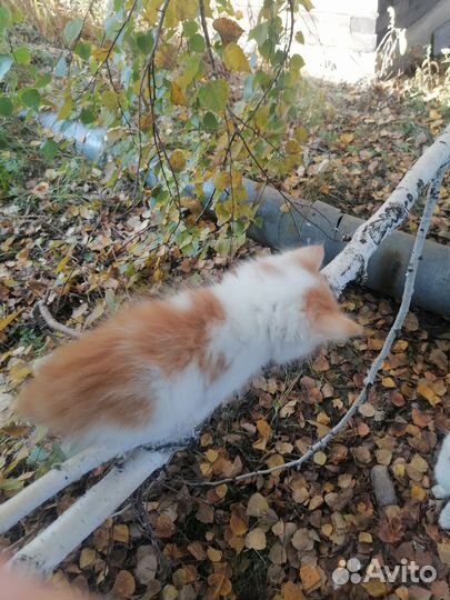 Курильский бобтейл