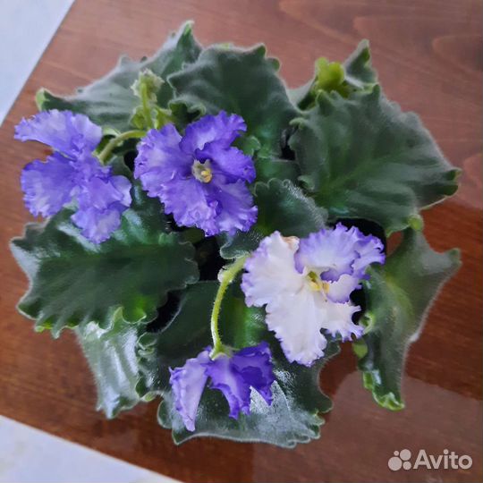 Домашние цветы