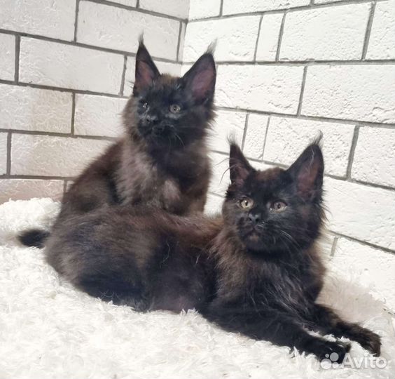 Настоящий Мейн кун гигант