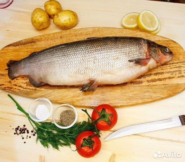 Чир свежий улов