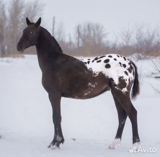 Жеребчик рвп 3/4