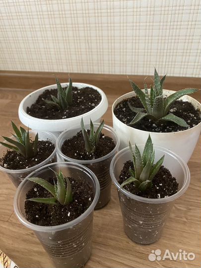 Алоэ остистое