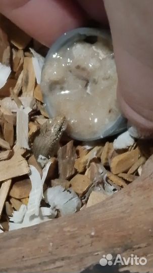 Глазчатый хальцид