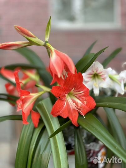 Комнатные цветы Лилия гиппеаструм