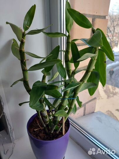 Орхидея дендробиум