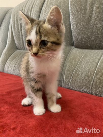 Котята в добрые руки даром