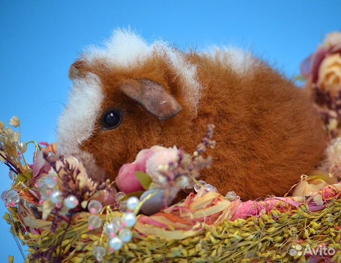 Малышка девочка морской свинки американский тедди