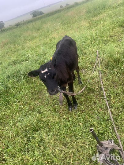 Телята телки