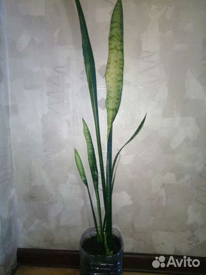 Сансевиерия