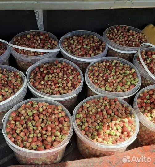 Земляника луговая, клубника луговая