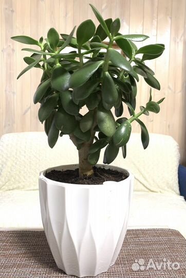 Толстянка (денежное дерево,крассула)