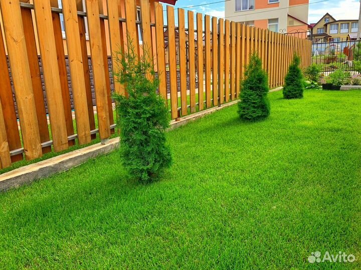 Рулонный газон