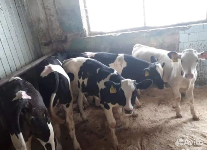 Телята бычки мясные